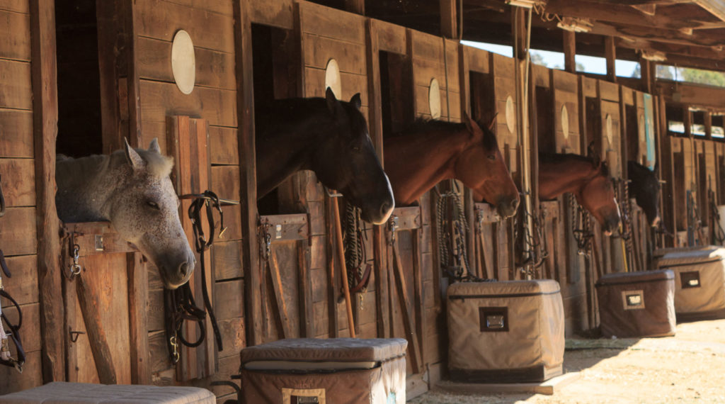 Rachael Rowden standing by stables at Bella Star Ranch